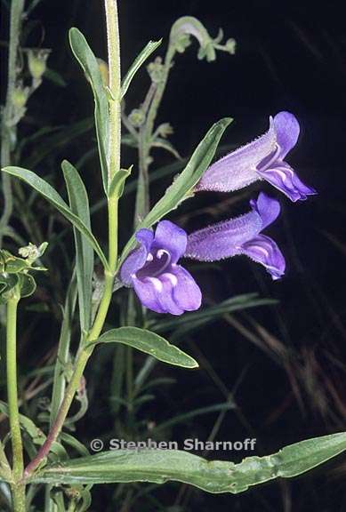 penstemon laetus 1 graphic